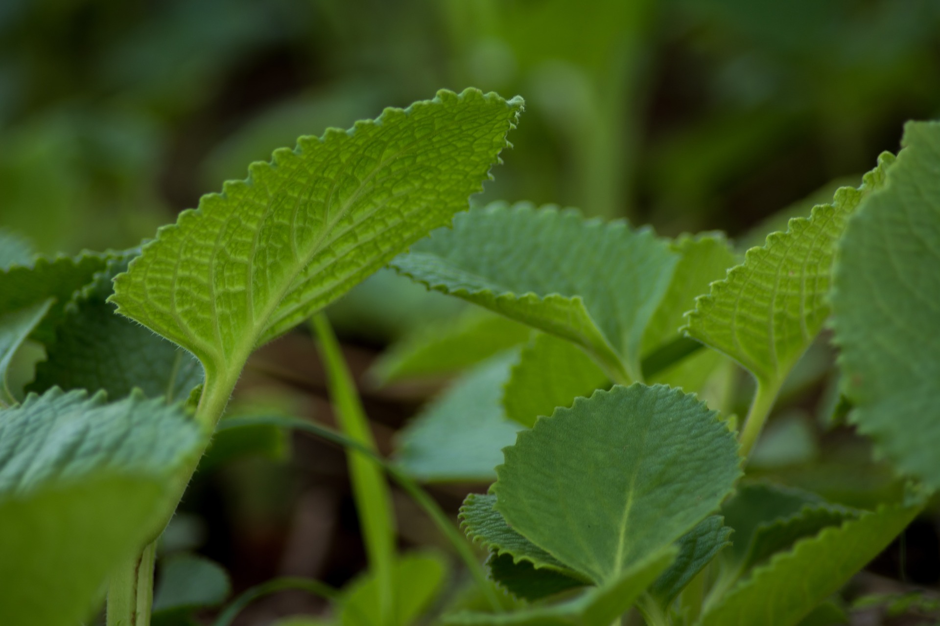 Ajwain leaves