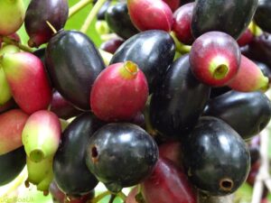 डायबिटीज के साथ-साथ अन्य बीमारियों में भी बेहद गुणकारी है जामुन