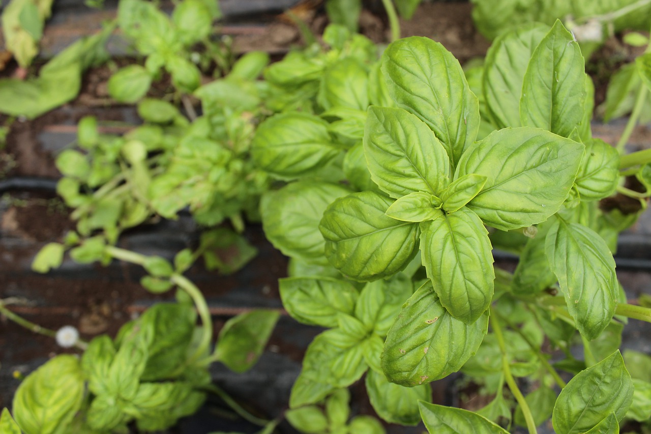 खाली पेट तुलसी की पत्तियां खाने के फायदे