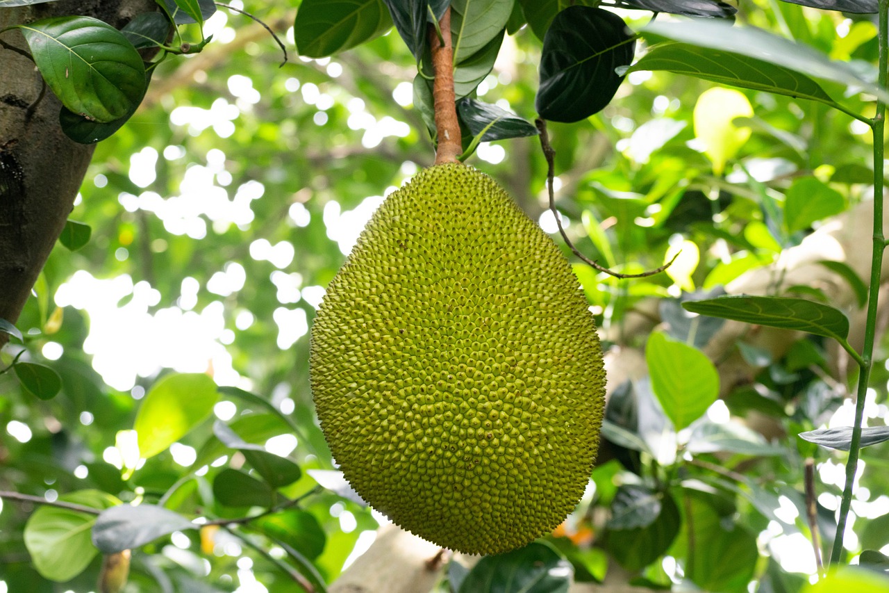 Jackfruit benefits in Hindi