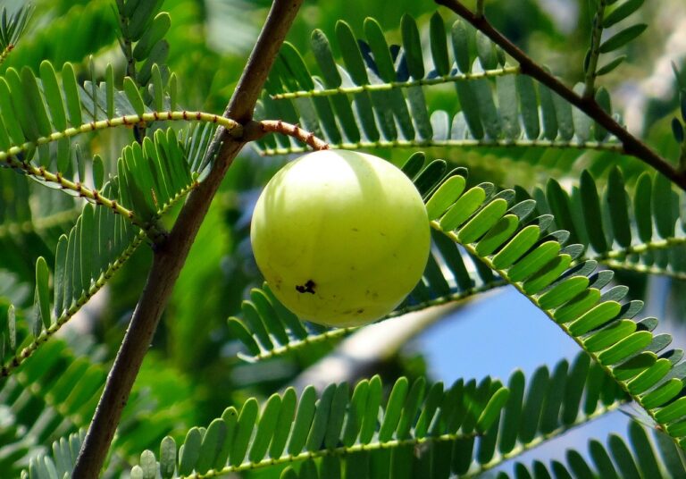 Amla khane ke fayde